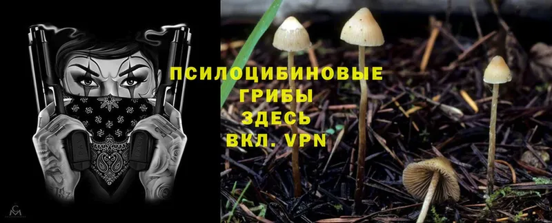 Псилоцибиновые грибы Cubensis  Слюдянка 